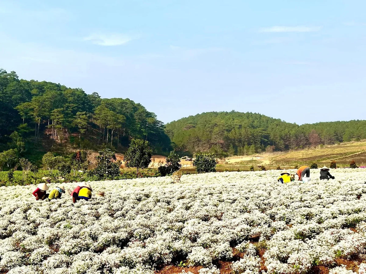 The Florest Hoa Trong Rừng Đà Lạt