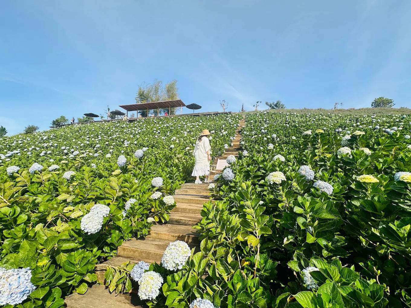 Những Câu Hỏi Thường Gặp Khi Khám Phá The Florest