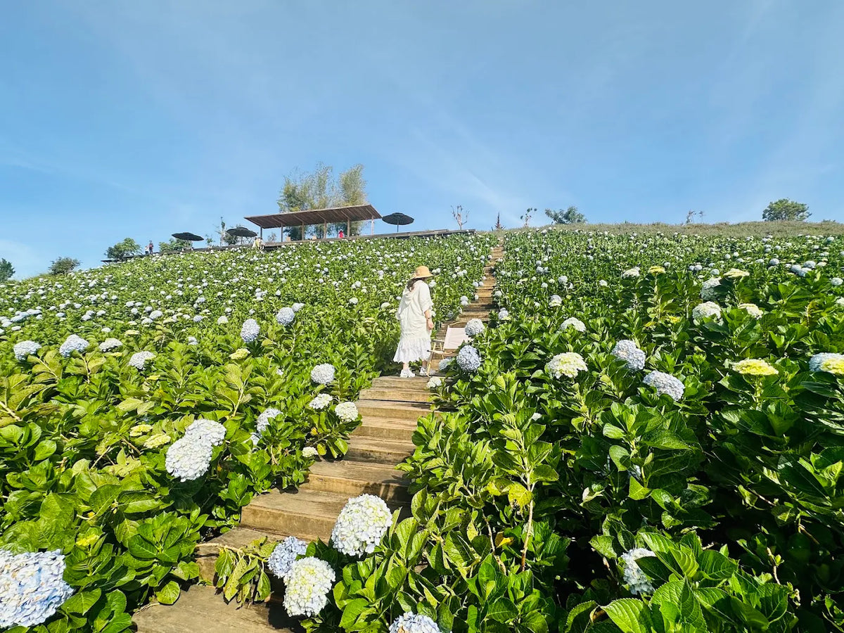 Những Câu Hỏi Thường Gặp Khi Khám Phá The Florest