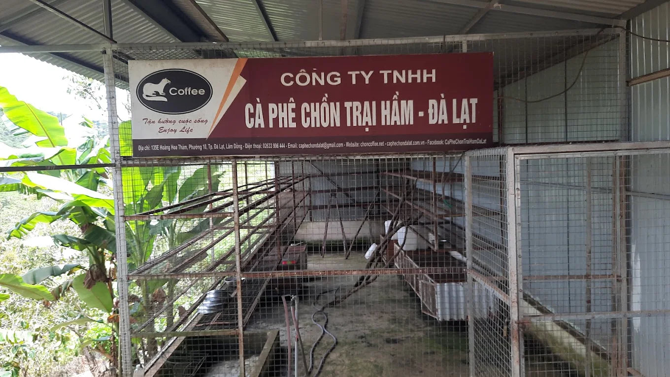 Trang Trại Cà Phê Chồn Đà Lạt
