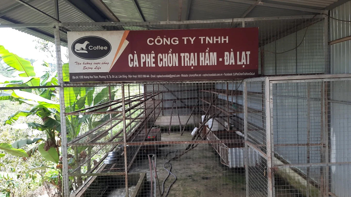 Trang Trại Cà Phê Chồn Đà Lạt