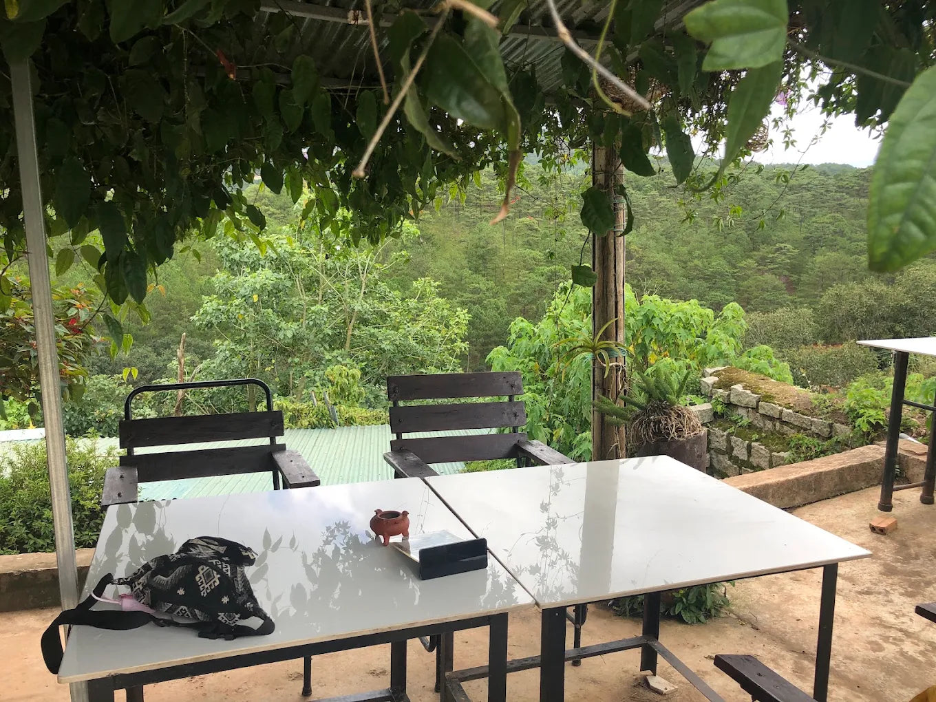 Trang Trại Cà Phê Chồn Đà Lạt: Khám Phá Hương Vị Độc Đáo Giữa Lòng Cao Nguyên