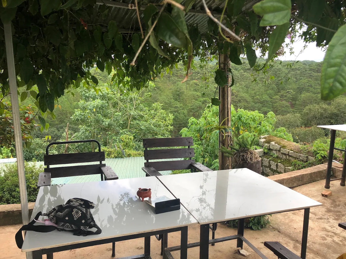 Trang Trại Cà Phê Chồn Đà Lạt: Khám Phá Hương Vị Độc Đáo Giữa Lòng Cao Nguyên