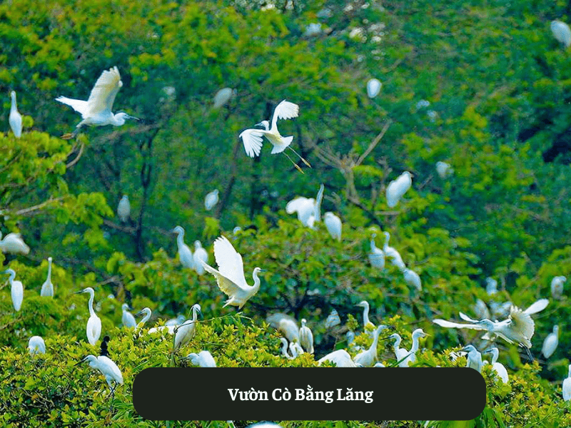 Vườn Cò Bằng Lăng