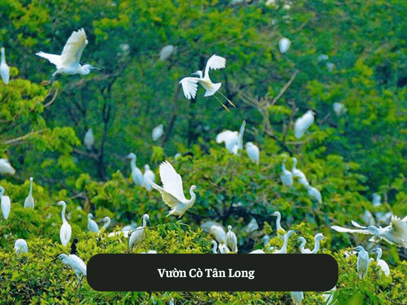 Vườn Cò Tân Long