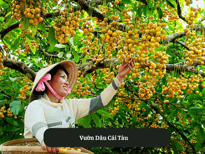 Vườn Dâu Cái Tàu