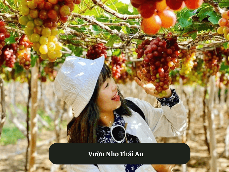 Vườn Nho Thái An