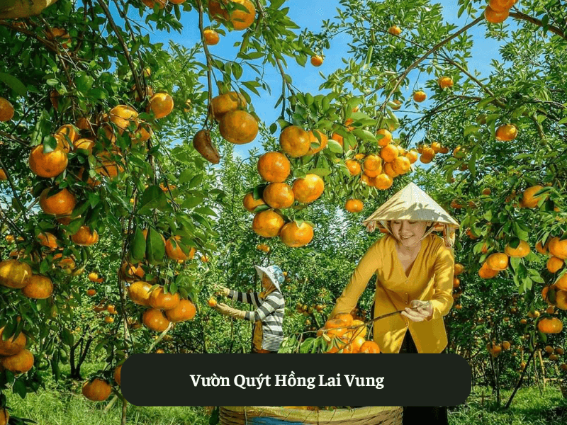 Vườn Quýt Hồng Lai Vung