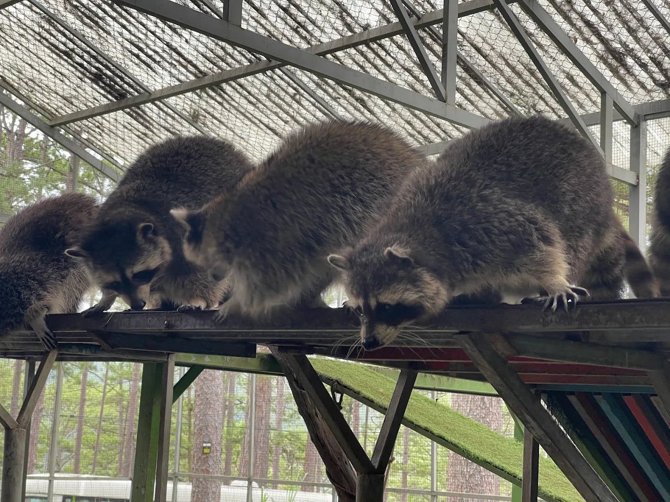 Vườn Thú ZooDoo Đà Lạt