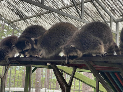 Vườn Thú ZooDoo Đà Lạt