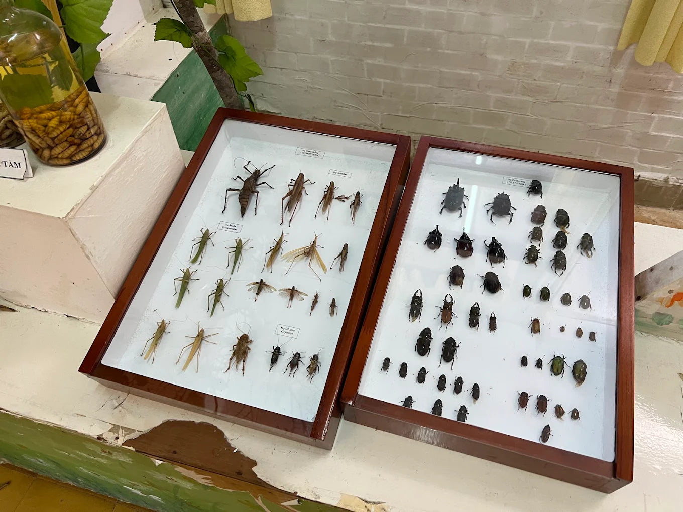 Viện Nghiên cứu Khoa học Tây Nguyên Đà Lạt