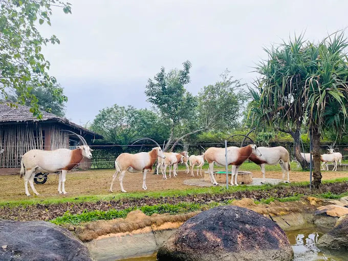 VinWonders Nam Hội An, Đà Nẵng