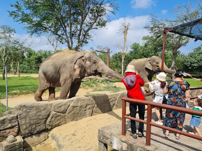 4. Safari ở đây có an toàn không?