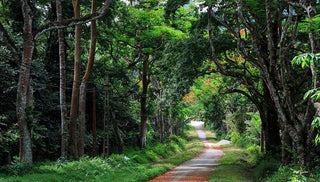 Travel to Ba Vi, Hanoi