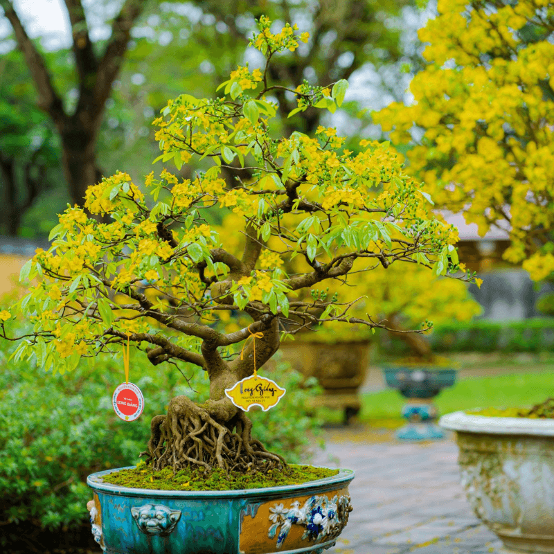 Du Lịch Hoàng Mai, Hà Nội Tết