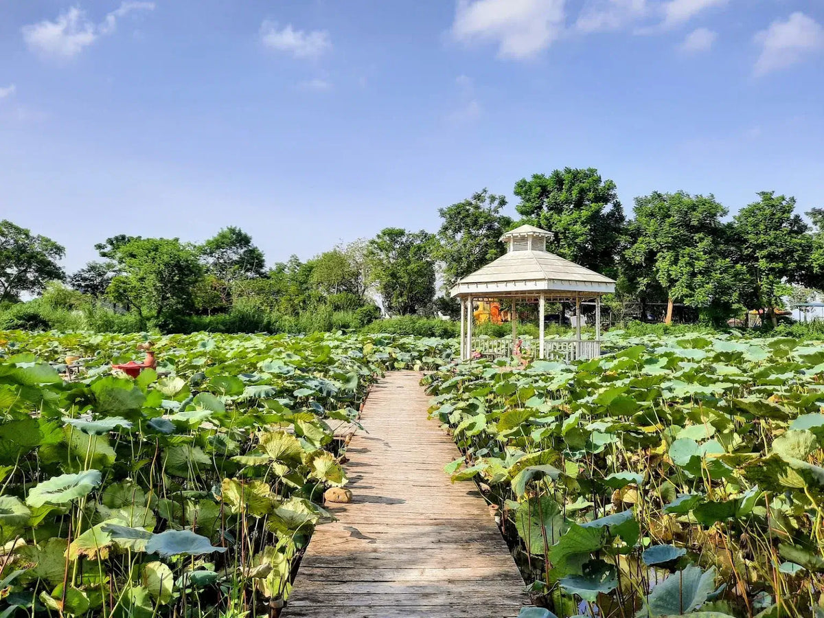 Traveling to Tay Ho (West Lake), Hanoi