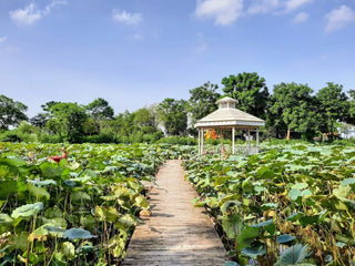 Traveling to Tay Ho (West Lake), Hanoi