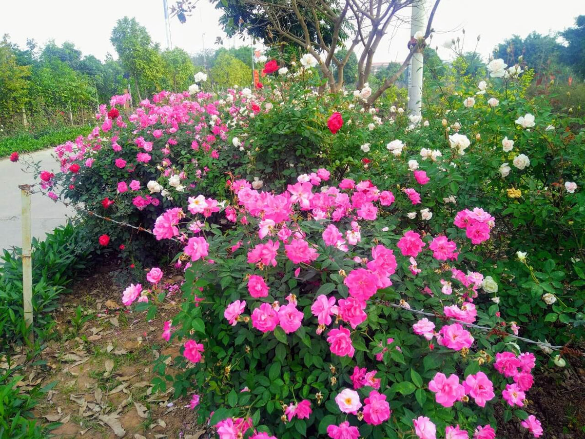 Thanh Tri, Hanoi Travel