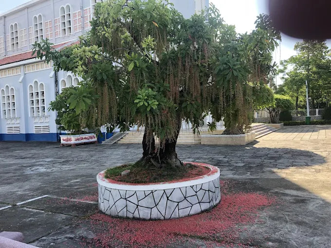 Nhà thờ Chánh tòa Quy Nhơn