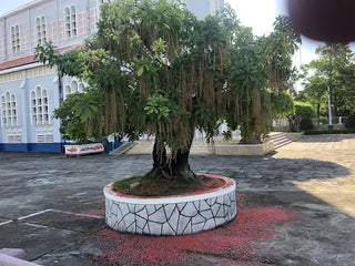 Nhà thờ Chánh tòa Quy Nhơn