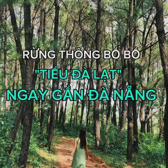 Rừng Thông Bồ Bồ Quảng Nam Cũ ( Đà Nẵng Mới) Video Local trips (1)

