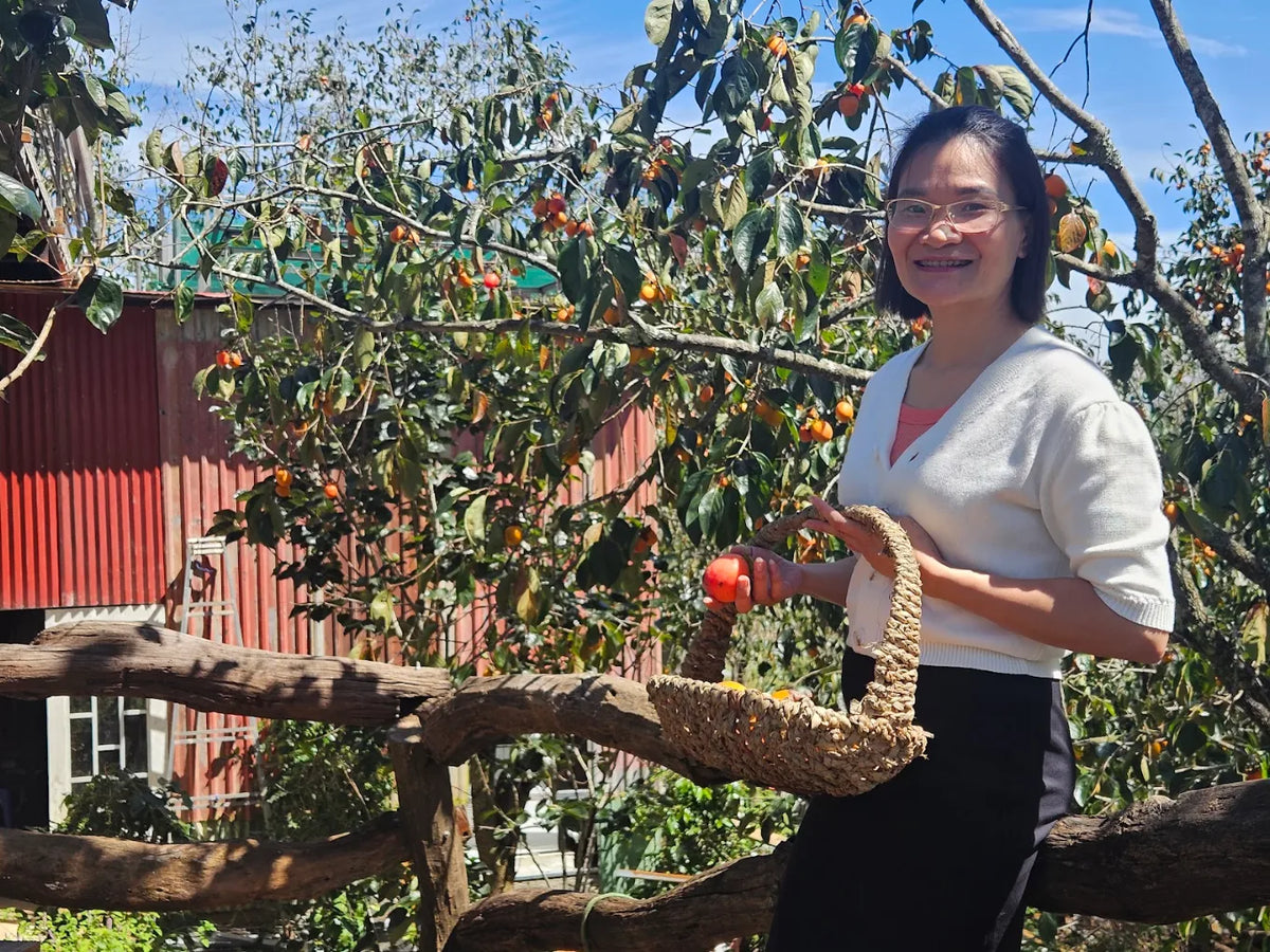 Vườn Hồng Đà Lạt: Khám Phá Mùa Quả Chín Vàng Và Trải Nghiệm Độc Đáo Giữa Mùa Thu Đông
