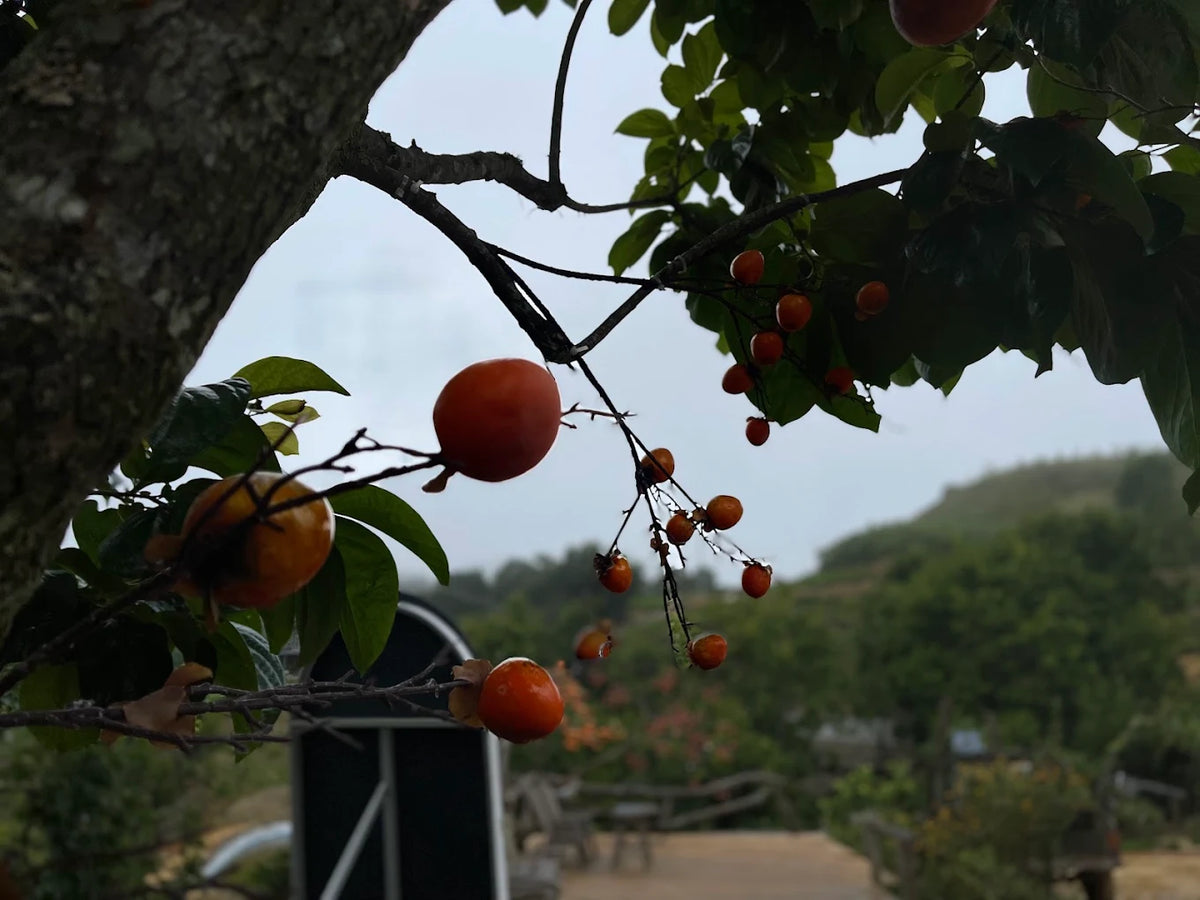Những Trải Nghiệm Độc Đáo Và Tọa Độ Sống Áo Triệu View