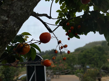 Những Trải Nghiệm Độc Đáo Và Tọa Độ Sống Áo Triệu View